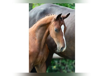 KWPN, Stallion, Foal (06/2026), Brown
