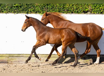 KWPN, Stallion, Foal (05/2026), Brown