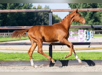 KWPN, Stallion, Foal (03/2026), Brown