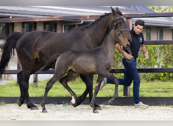 KWPN, Stallion, Foal (04/2025), Brown