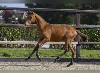 KWPN, Stallion, Foal (04/2025), Brown