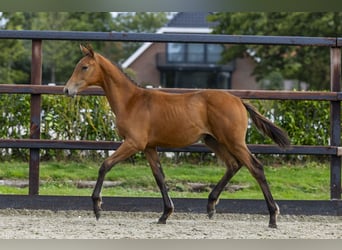 KWPN, Stallion, Foal (04/2025), Brown