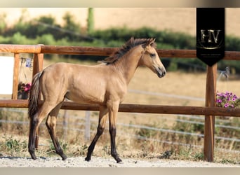 KWPN, Stallion, Foal (01/2026), Buckskin