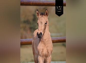 KWPN, Stallion, Foal (01/2026), Buckskin