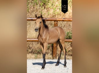KWPN, Stallion, Foal (01/2026), Buckskin