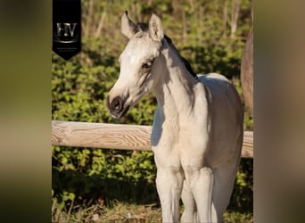 KWPN, Stallion, Foal (01/2026), Buckskin