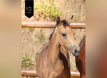 KWPN, Stallion, Foal (01/2026), Buckskin