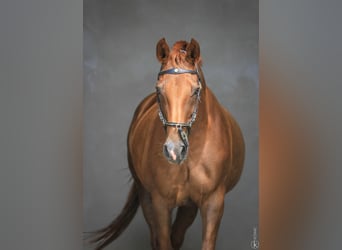 KWPN, Stallion, Foal (05/2024), Buckskin