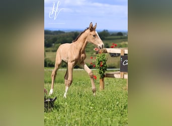 KWPN, Stallion, Foal (05/2024), Buckskin