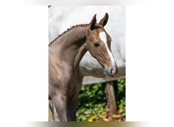 KWPN, Stallion, Foal (05/2026), Can be white