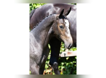 KWPN, Stallion, Foal (04/2026), Can be white