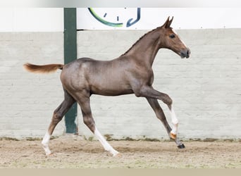 KWPN, Stallion, Foal (05/2026), Can be white