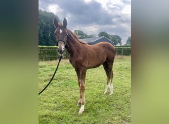 KWPN, Stallion, Foal (04/2025), Chestnut