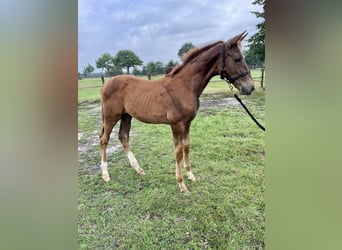 KWPN, Stallion, Foal (04/2025), Chestnut