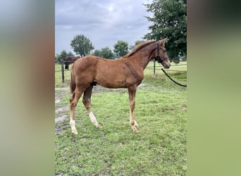KWPN, Stallion, Foal (04/2025), Chestnut