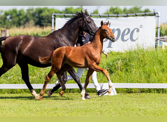 KWPN, Stallion, Foal (04/2024), Chestnut