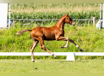 KWPN, Stallion, Foal (04/2024), Chestnut