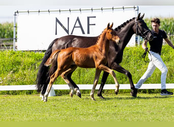 KWPN, Stallion, Foal (04/2024), Chestnut