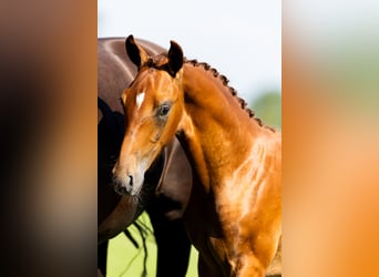 KWPN, Stallion, Foal (04/2024), Chestnut