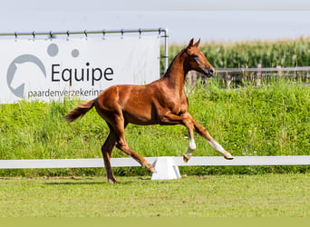 KWPN, Stallion, Foal (04/2024), Chestnut