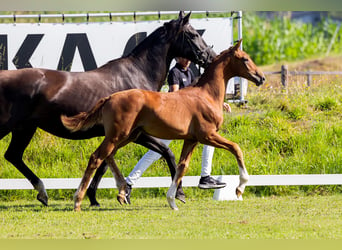 KWPN, Stallion, Foal (04/2024), Chestnut