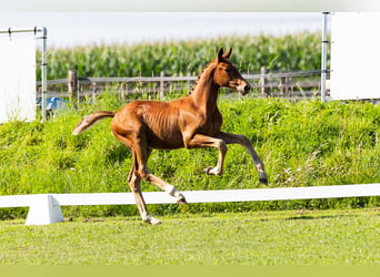 KWPN, Stallion, Foal (04/2024), Chestnut