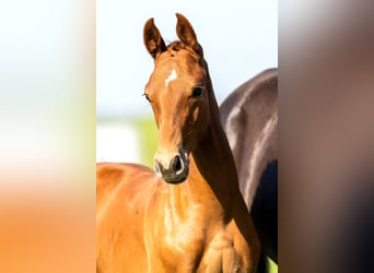 KWPN, Stallion, Foal (04/2024), Chestnut