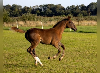 KWPN, Stallion, Foal (05/2025), Chestnut