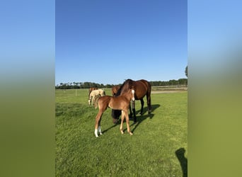 KWPN, Stallion, Foal (05/2025), Chestnut