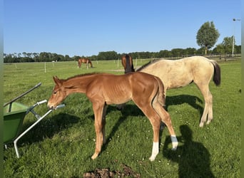 KWPN, Stallion, Foal (05/2025), Chestnut