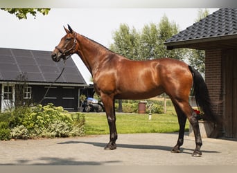 KWPN, Stallion, Foal (05/2025), Chestnut