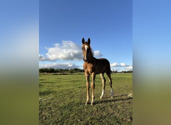 KWPN, Stallion, Foal (05/2025), Chestnut