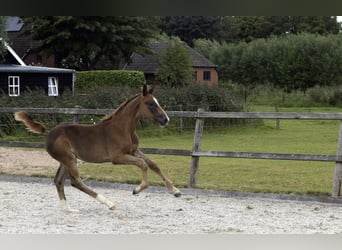 KWPN, Stallion, Foal (05/2025), Chestnut