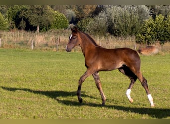 KWPN, Stallion, Foal (05/2025), Chestnut