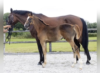 KWPN, Stallion, Foal (05/2025), Chestnut