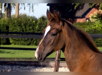 KWPN, Stallion, Foal (05/2025), Chestnut