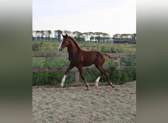 KWPN, Stallion, Foal (04/2025), Chestnut
