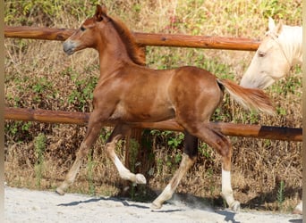 KWPN, Stallion, Foal (04/2026), Chestnut