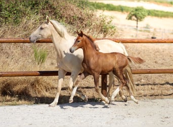 KWPN, Stallion, Foal (04/2026), Chestnut