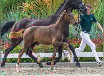 KWPN, Stallion, Foal (04/2025), Chestnut