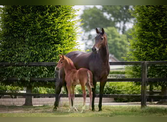 KWPN, Stallion, , Chestnut