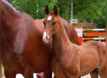 KWPN, Stallion, Foal (01/2025), Chestnut-Red