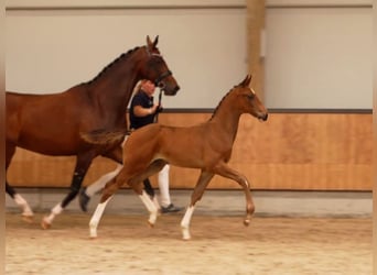KWPN, Stallion, Foal (01/2025), Chestnut-Red