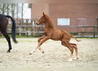 KWPN, Stallion, , Chestnut-Red