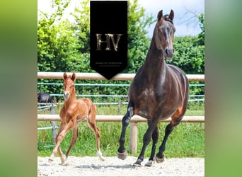 KWPN, Stallion, , Chestnut-Red