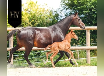 KWPN, Stallion, , Chestnut-Red