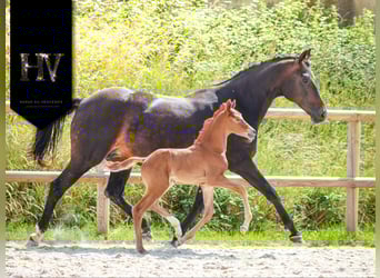KWPN, Stallion, , Chestnut-Red