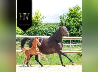 KWPN, Stallion, , Chestnut-Red