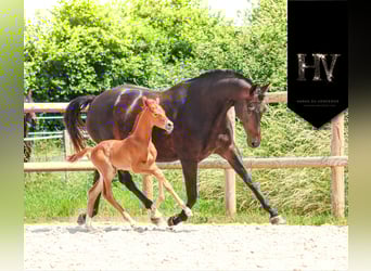KWPN, Stallion, , Chestnut-Red
