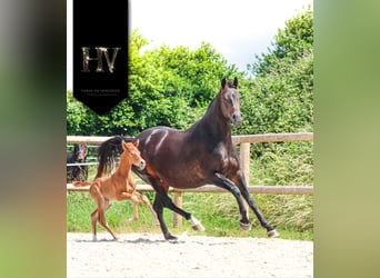 KWPN, Stallion, , Chestnut-Red